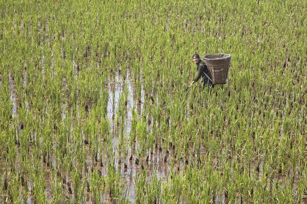 Tibetan woman working in rice paddy field with large basket on her back in the lowlands of the