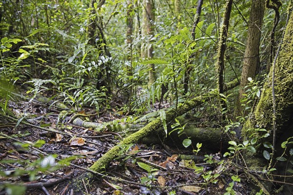 Lush vegetation in tropical rainforest of the Ranomafana National Park, Haute Matsiatra,