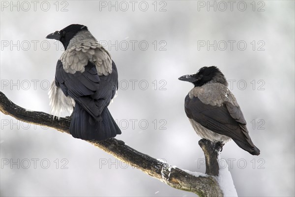 Two hooded crows (Corvus cornix), hoodies perched on branch in winter during snowfall