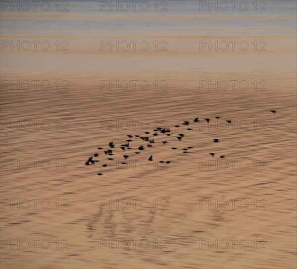 A flock of starlings or common starlings (Sturnus vulgaris) flies low over the water of the Schlei