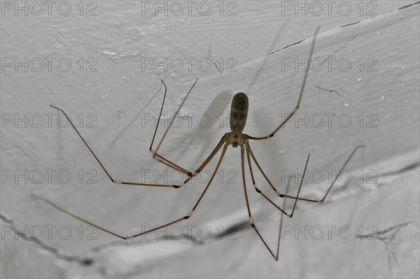 Cellar spider, daddy longlegs (Pholcus phalangioides) in house, Belgium, Europe