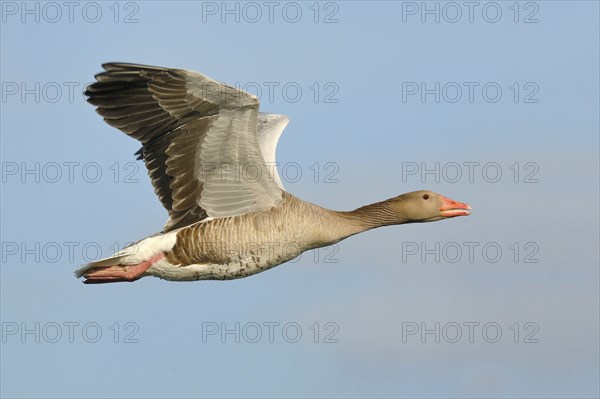 Greylag goose (Anser anser), in flight, Gunzenhausen, Altmühlsee, Franconian Lake District,