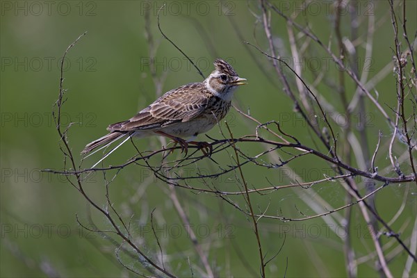 Eurasian skylark (Alauda arvensis) sitting on branch, Tempelhofer Feld, Berlin, Germany, Europe