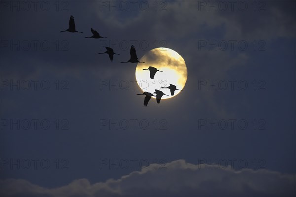 Crane (Grus grus) in flight, autumnal crane migration at full moon, Mecklenburg-Western Pomerania,