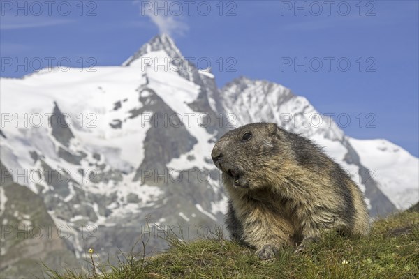 Alpine marmot (Marmota marmota) calling in front of the snow covered mountain Grossglockner, Hohe