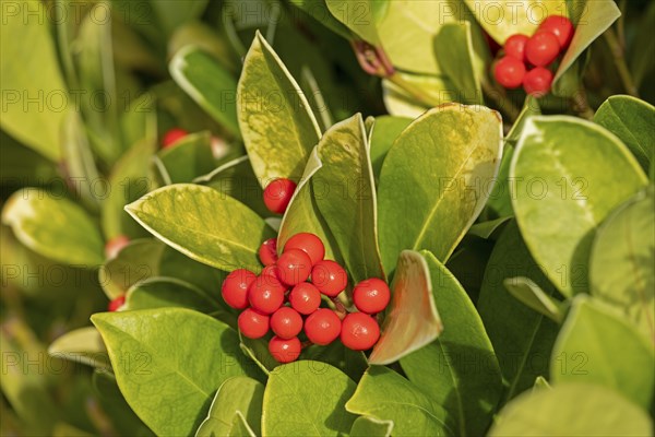 White-green cherry laurel (Prunus laurocerasus) with fruits, poisonous plant, Upper Beeding, South