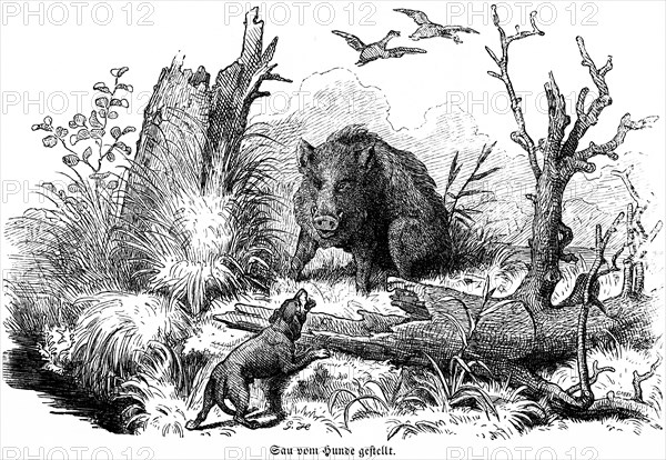 Sow put by dog, wild sow, birds, barking, trees, Hubertus hunt, hunting scenes, wild animals,