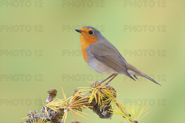 European robin (Erithacus rubecula) wildlife, sitting on larch branch in autumn, animals, birds,