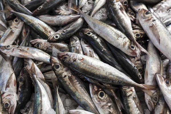 Herring (Clupeidae), fish market, market hall Mercado dos Lavradores, Funchal, Madeira Island,