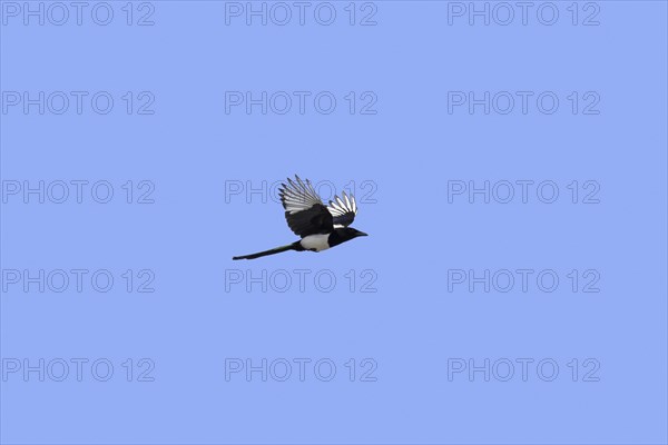 Eurasian magpie (Pica pica), common magpie in flight against blue sky