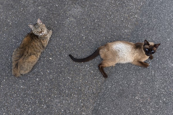 Two street cats lying on the asphalt, Bavaria, Germany, Europe