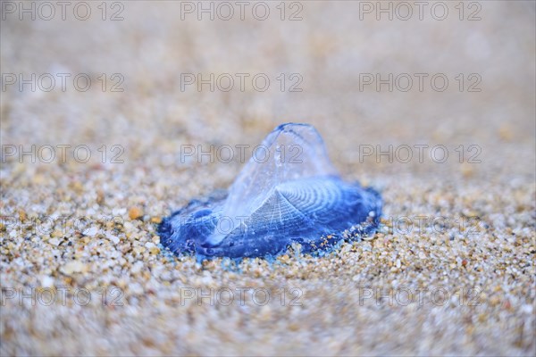 Sea (Velella velella) raft jellyfish lying on the sand on a beach, near Tarragona, Catalonia,