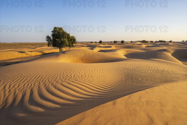 Sand dunes with trees in desert, near Duqm, Oman, Asia