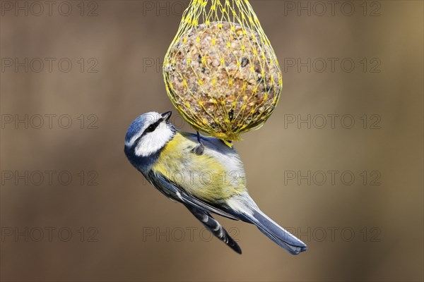 Blue tit (Parus caeruleus) hanging on a fat ball, bird feeding in winter, Schleswig-Holstein,