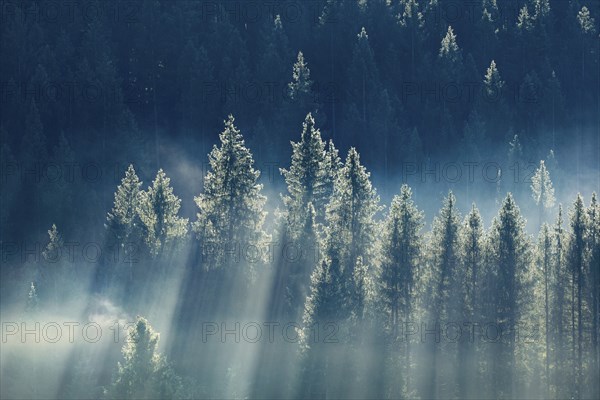 Fog and forest in OberÃ¤geri in the canton of Zug, Switzerland, Europe