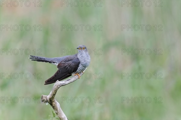 Common cuckoo (Cuculus canorus) male, Lower Saxony, Germany, Europe