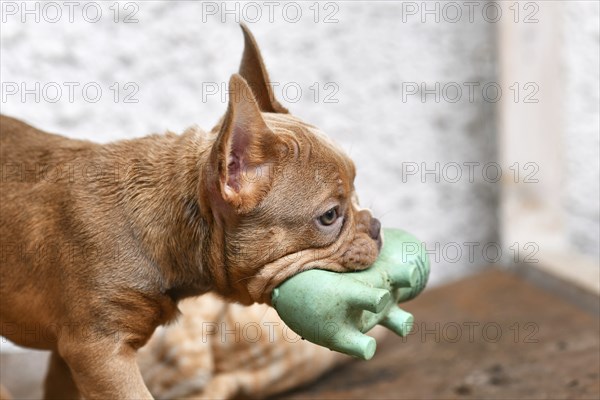 Isabella Sable French Bulldog dog puppy carrying squeaky toy in mouth