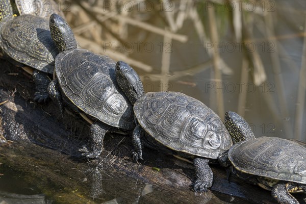 European pond turtles (Emys orbicularis), on a tree trunk, Germany, Europe