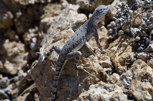 Common zebra-tailed lizard (Callisaurus draconoides) sunbathing on rock in Sonoran desert, Saguaro