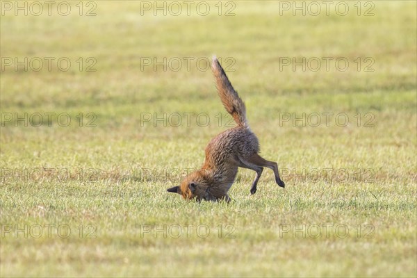 Hunting red fox (Vulpes vulpes) pouncing on mouse, vole prey in freshly mowed meadow, cut grassland