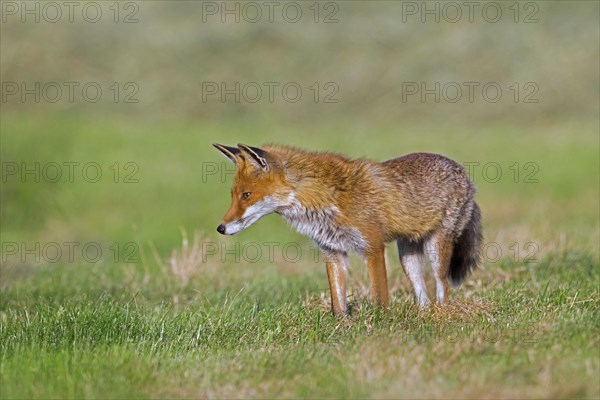 Solitary red fox (Vulpes vulpes) hunting mice in freshly mowed meadow, cut grassland in summer