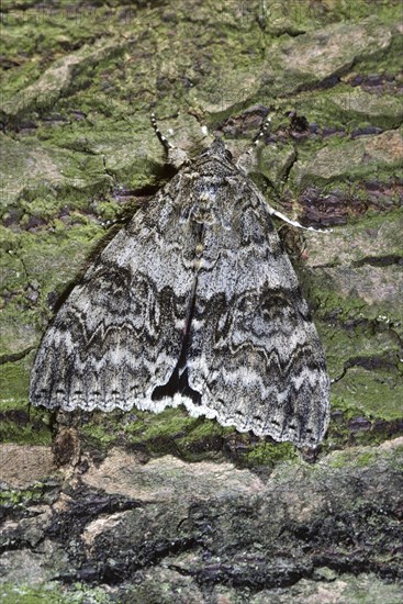 Red Underwing (Catocala nupta) moth on tree bark, Belgium, Europe