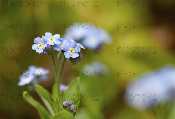 Blue flowers of the forget-me-not (Myosotis), Bavaria, Germany, Europe