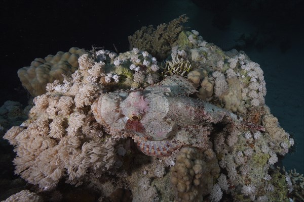 Well camouflaged tassled scorpionfish (Scorpaenopsis barbata), Marsa Shona Reef dive site, Red Sea,