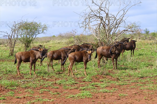 Group of Blue wildebeest (Connochaetes taurinus taurinus), common wildebeest or brindled gnu,