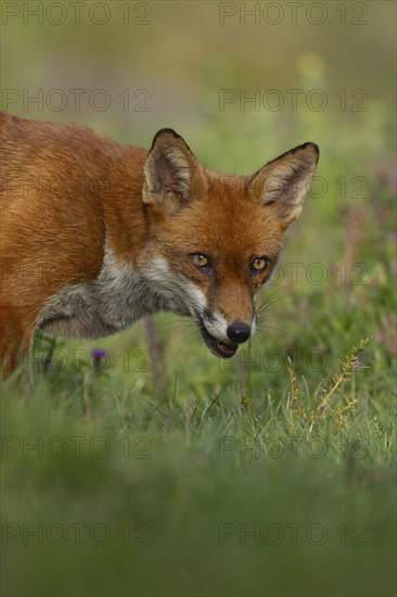 Red fox (Vulpes vulpes) adult animal head portrait, Essex, England, United Kingdom, Europe