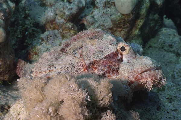 Fringed dragonhead (Scorpaenopsis oxycephala), Fury Shoals reef dive site, Red Sea, Egypt, Africa