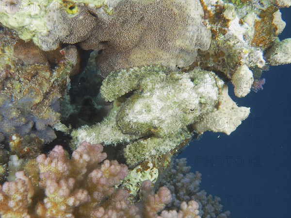 Well camouflaged fringed scorpionfish (Scorpaenopsis oxycephala), dive site House Reef, Mangrove