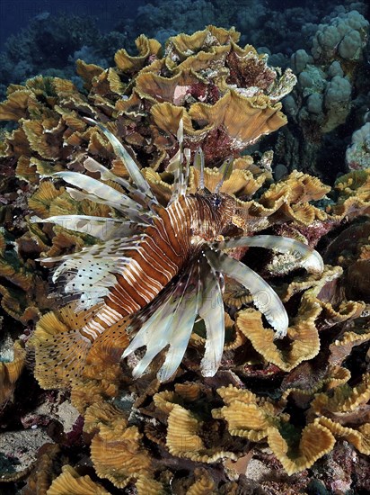 Pacific red lionfish (Pterois volitans) in yellow scroll coral (Turbinaria reniformis), Marsa Shona