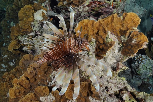 Pacific red lionfish (Pterois volitans) on yellow scroll coral (Turbinaria reniformis), dive site