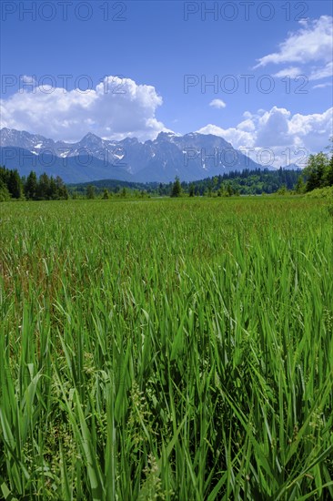 Wet meadows at the Barmsee, behind Karwendel Mountains, Krün, Werdenfelser Land, Upper Bavaria,