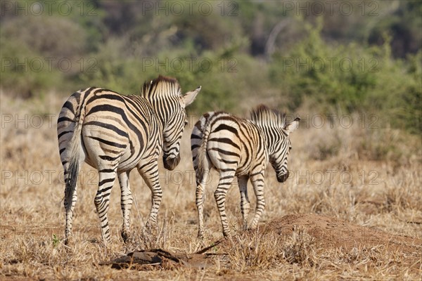 Burchell's zebras (Equus quagga burchellii), adult with zebra foal walking, Kruger National Park,