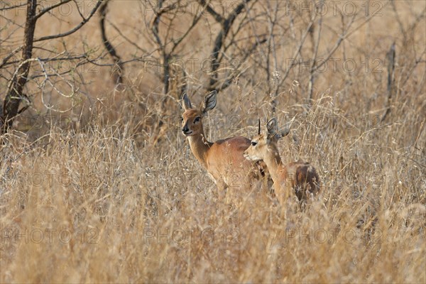 Steenboks (Raphicerus campestris), adults, male and female, standing in tall dry grass, alert,