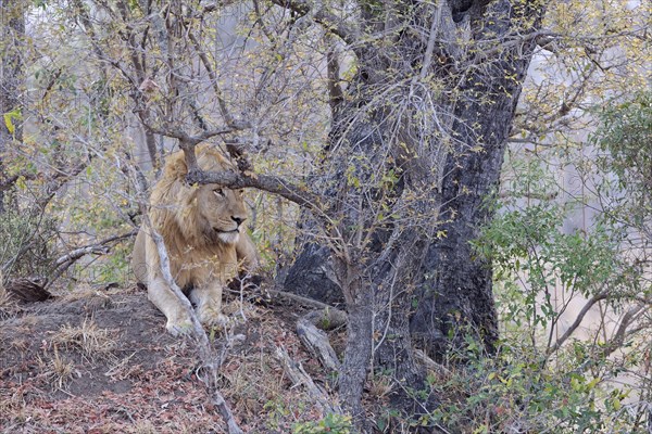 African lion (Panthera leo melanochaita), adult male lying on a mound of earth, at the foot of a