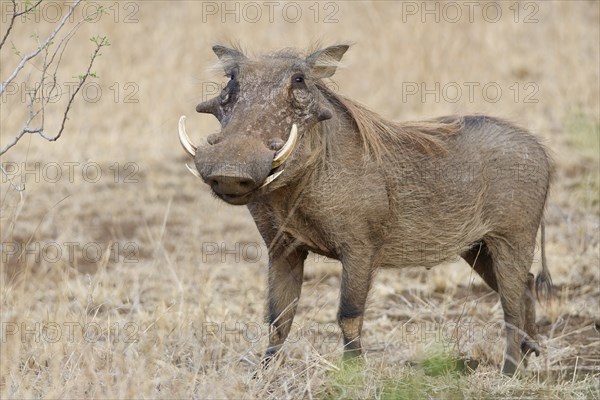 Common warthog (Phacochoerus africanus), adult male, alert, animal portrait, Kruger National Park,