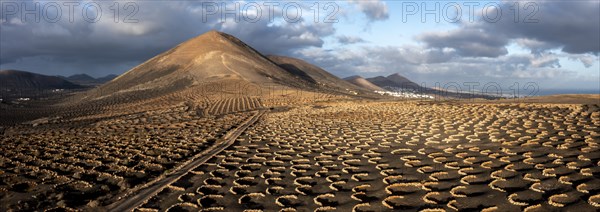 Grapevines growing in black volcanic soil in protected enclosed pits, La Geria, Lanzarote, Canary