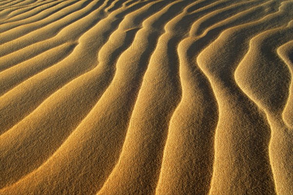 Egypt, Great Sand Sea, Middle East, Africa