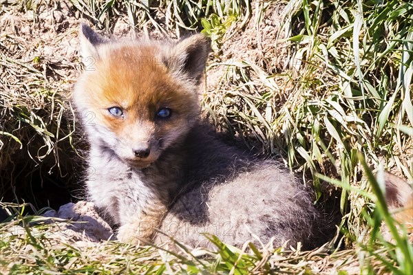 Young fox in front of the foxhole, Lower Saxony, Federal Republic of Germany