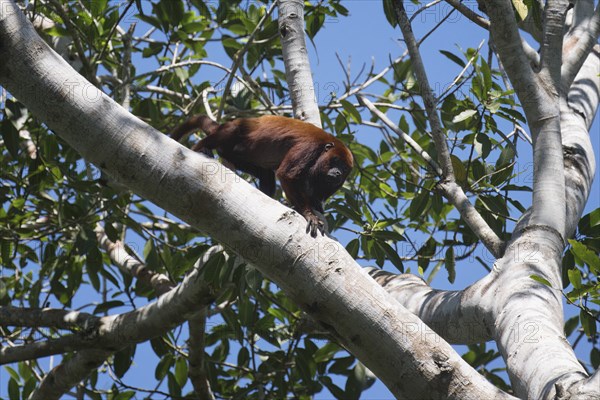 Colombian red howler monkey, Alouatta seniculus, in a tree, Amazon basin, Brazil, South America