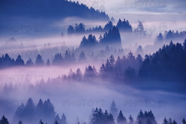 Fog and forest in OberÃ¤geri in the canton of Zug, Switzerland, Europe
