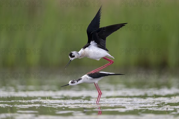 Black-winged Black-winged Stilt (Himantopus himantopus), couple making love in the water,