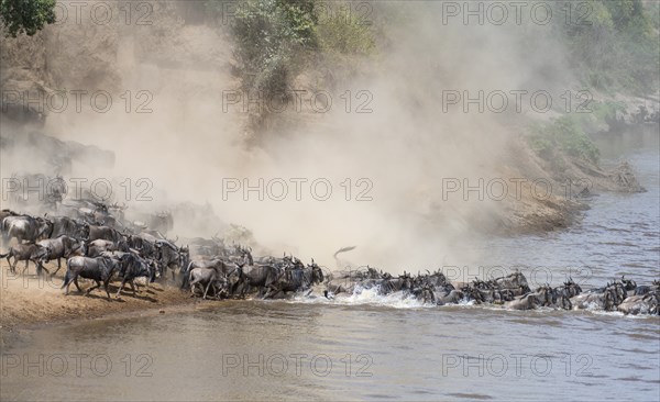 Africa, Wildebeest migration in Kenya, Masai Mara, Wildebeest herd crosses river
