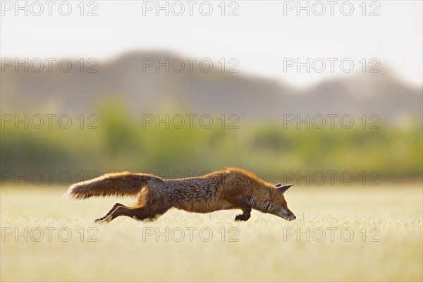 Red fox (Vulpes vulpes) hunting mice, voles by leaping through the air and pouncing upon the rodent