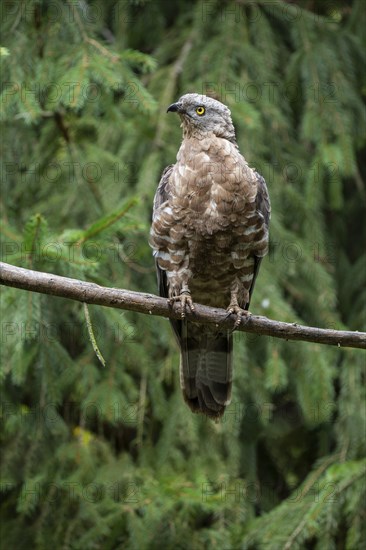 European honey buzzard (Pernis apivorus), captive, Bavaria, Germany, Europe
