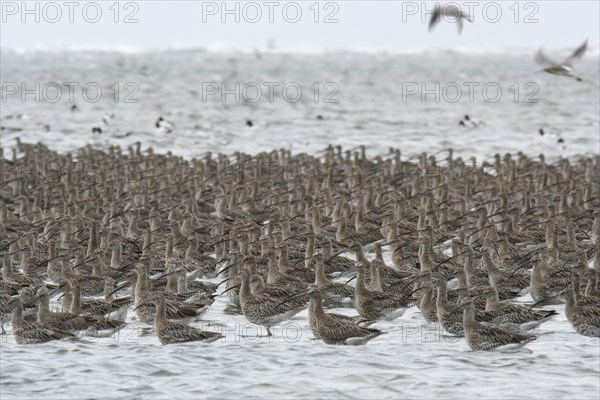 Eurasian curlew (Numenius arquata), resting troop on the mudflats during autumn migration off the
