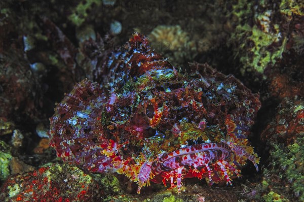Tropical tassled scorpionfish (Scorpaenopsis barbata) waiting for prey, Lembeh Strait,